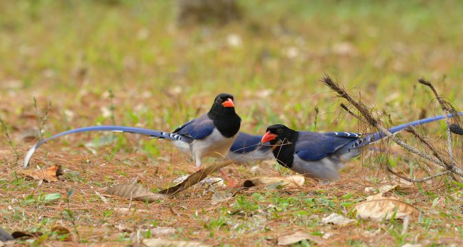 ดูนก…น้ำหนาว