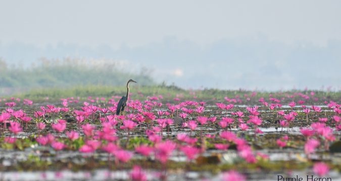 ทะเลบัวแดง…ดูนก