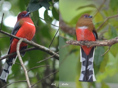 นกขุนแผนหัวแดง : Red-headed Trogon