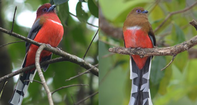 นกขุนแผนหัวแดง : Red-headed Trogon