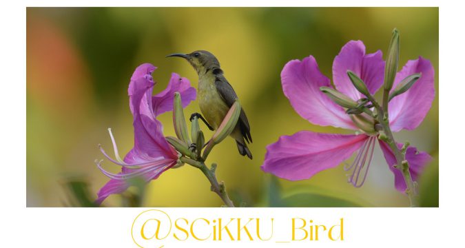 นกในคณะวิทยาศาสตร์ ม.ขอนแก่น