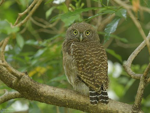 นกเค้าโมง, นกเค้าแมว (Asian Barred Owlet)