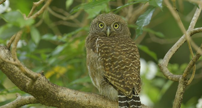นกเค้าโมง, นกเค้าแมว (Asian Barred Owlet)