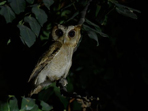 นกฮูก, นกเค้ากู่ (Collared Scops Owl)