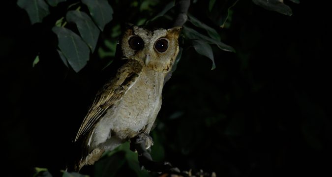 นกฮูก, นกเค้ากู่ (Collared Scops Owl)