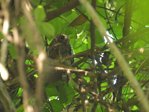 นกเค้าหูยาวเล็ก (Oriental Scops-Owl)
