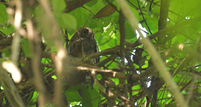 นกเค้าหูยาวเล็ก (Oriental Scops-Owl)
