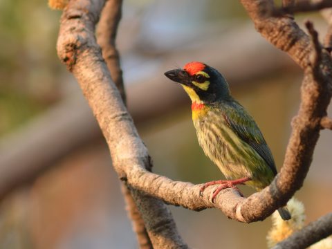 นกตีทอง (Coppersmith Barbet)