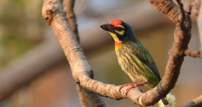 นกตีทอง (Coppersmith Barbet)