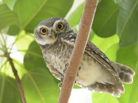 นกเค้าจุด (Spotted Owlet)