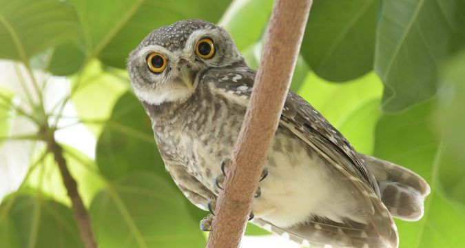 นกเค้าจุด (Spotted Owlet)